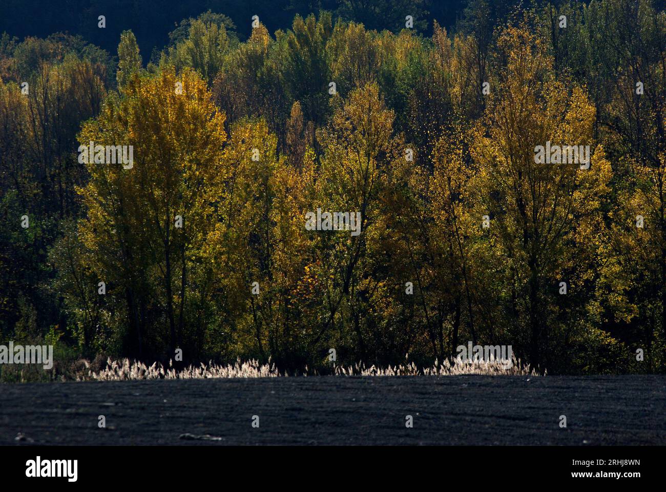 alberi in autunno Foto Stock