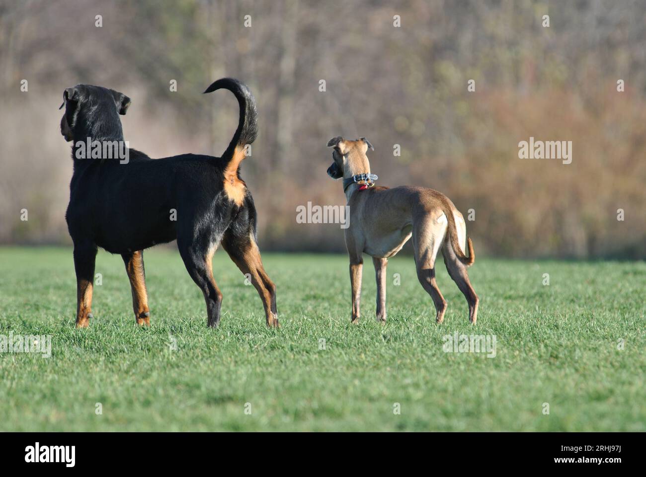 Due cani domestici stanno giocando con la palla nel parco all'aperto di Praga. Foto Stock