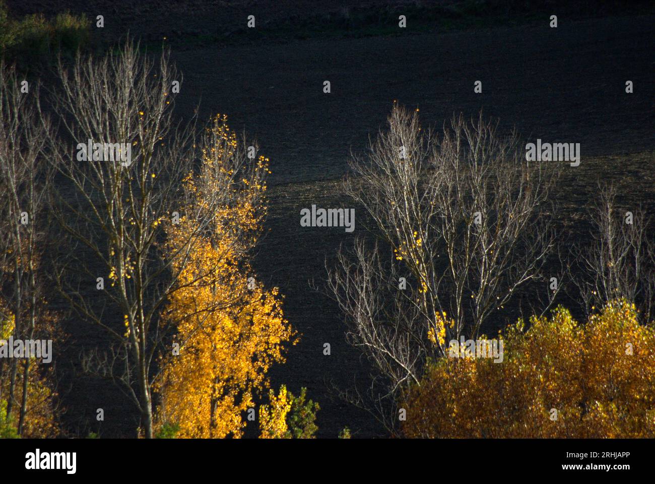 alberi in autunno Foto Stock