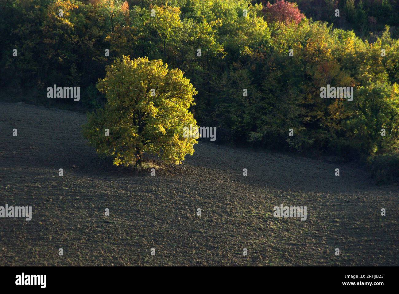 alberi in autunno Foto Stock