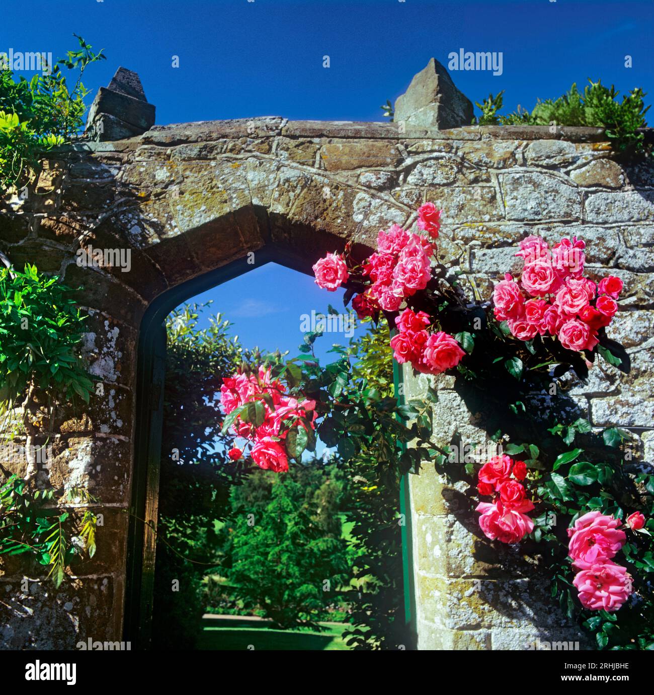 Rose rosa intorno ad un arco di entrata in pietra di un giardino e di un terreno di campagna inglese. Cielo blu e luce solare chiara Foto Stock