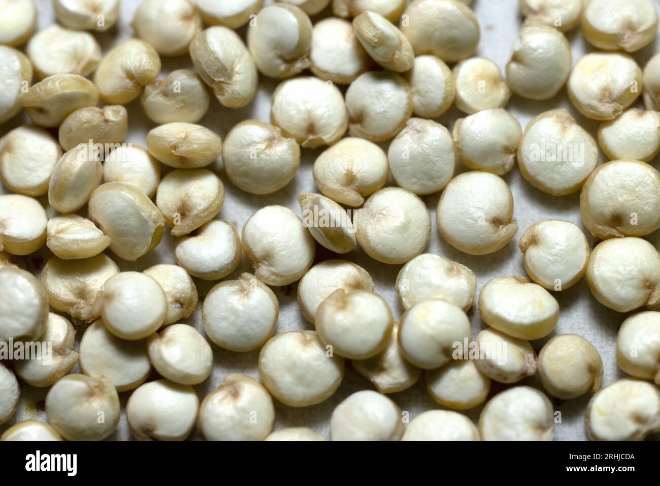 Semi di quinoa bianchi, foto macro studio Foto Stock