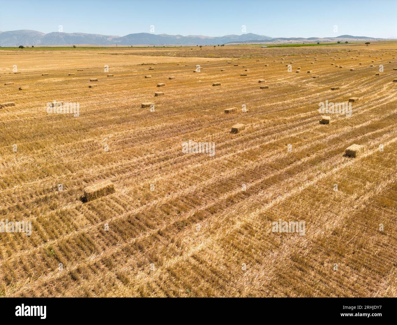 Campo raccolte con le balle di paglia. Agricoltura sfondo con copia spazio. In estate e in autunno il concetto di raccolto Foto Stock
