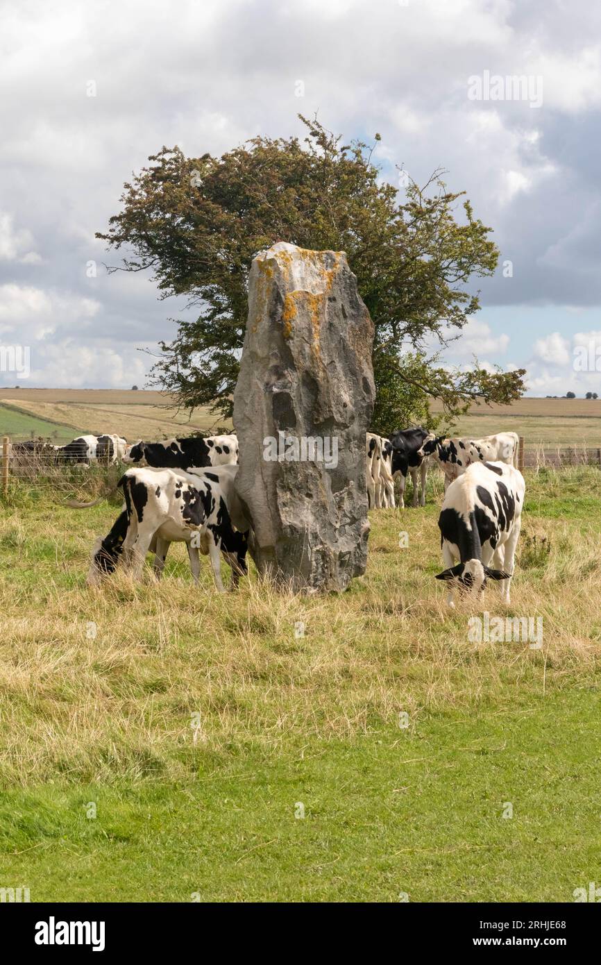 Mucche che pascolano da una delle pietre lungo la West Kennet Avenue, una linea parallela di pietre che conducono da Avebury Henge e parte del Worl Foto Stock