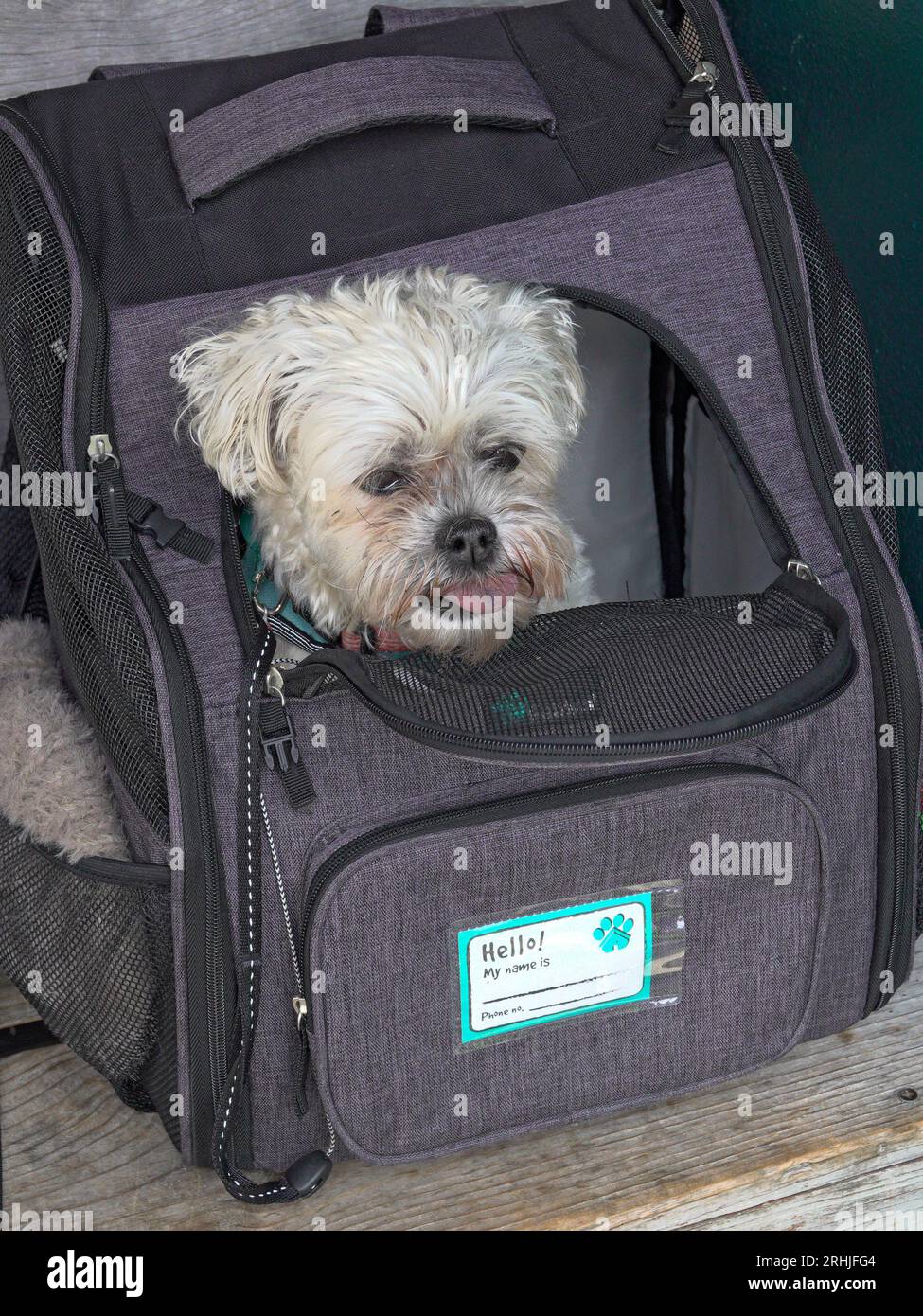 Cagnolino in marsupio immagini e fotografie stock ad alta risoluzione Alamy