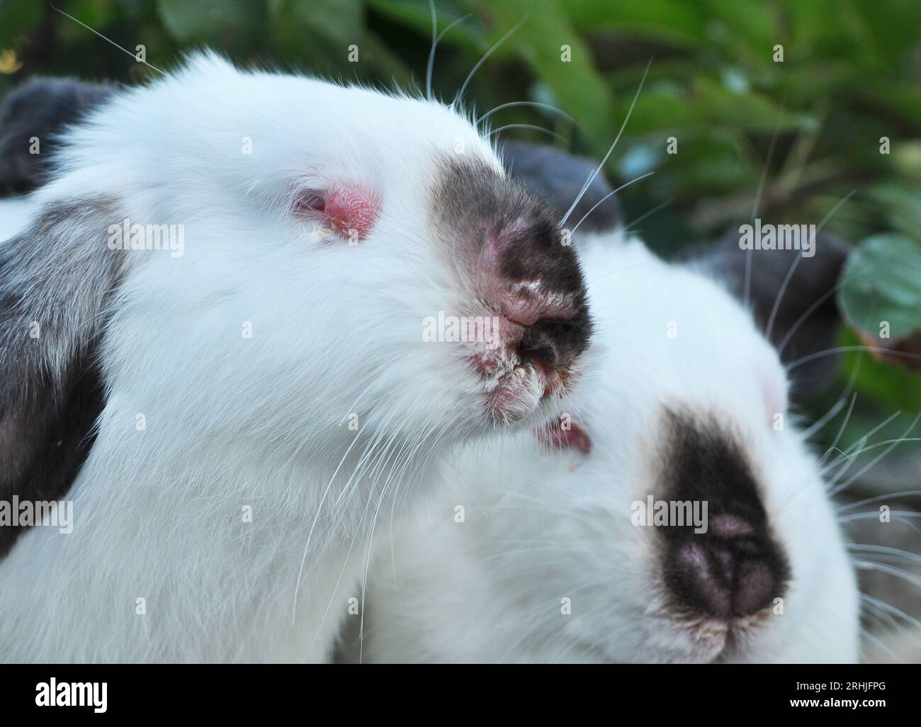 Paziente domestico di coniglio con malattia di mixomatosi virale Foto Stock