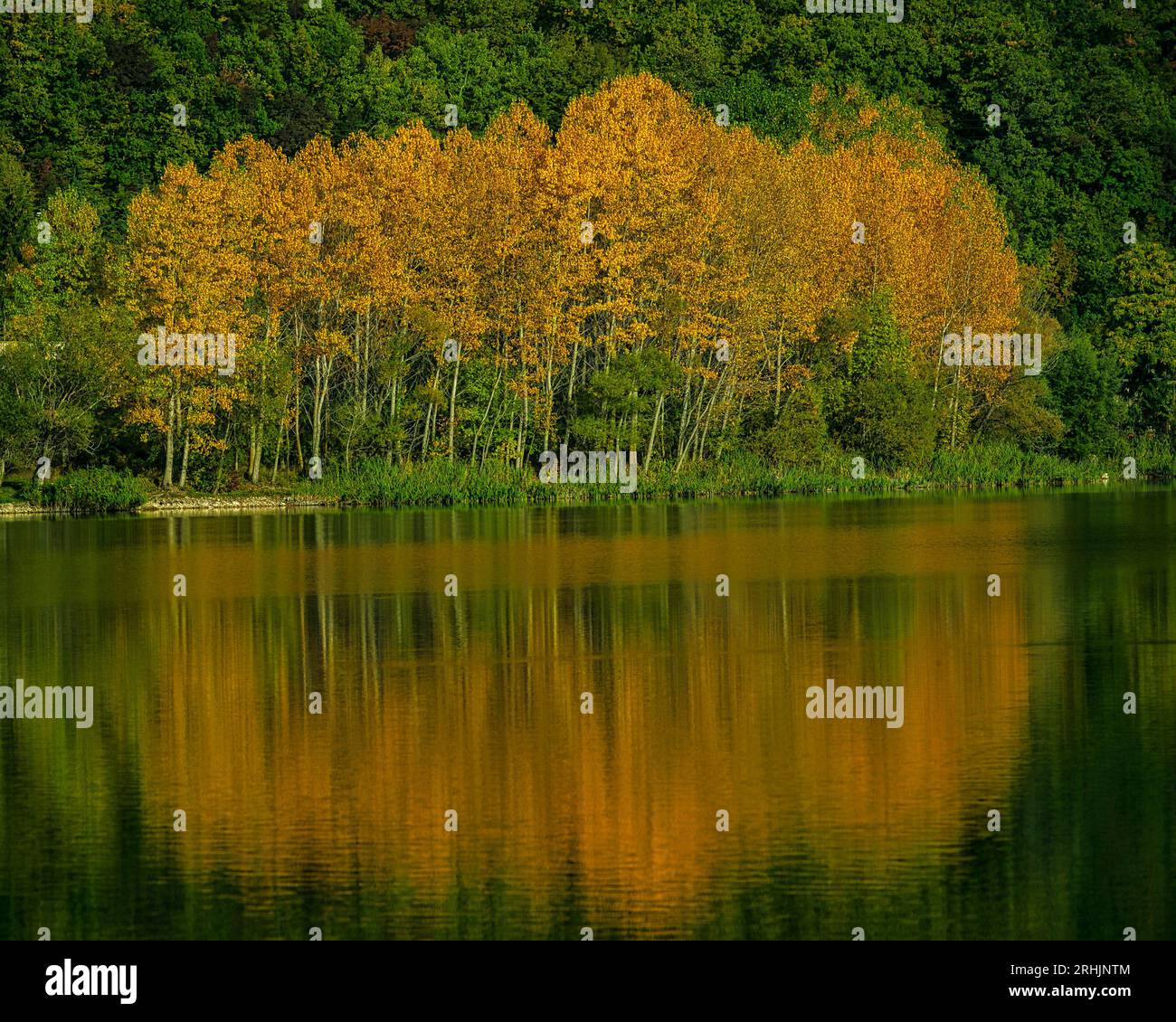Riflessi di pioppi nelle loro vesti autunnali giallo-rosso nelle acque calme di un lago. Abruzzo, Italia, Europa Foto Stock