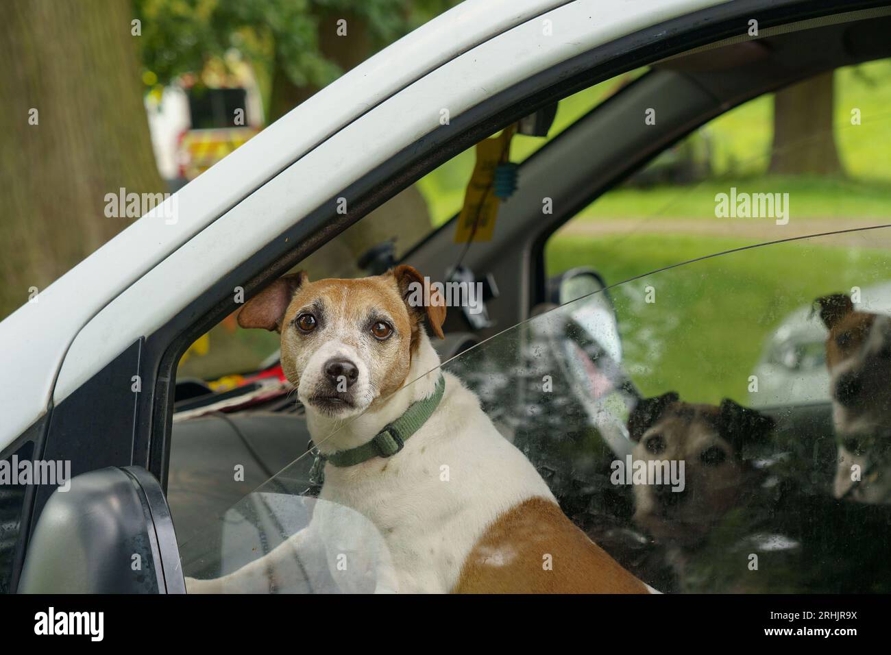 Un Jack Russell marrone e bianco fissa la telecamera dal sedile passeggero di un'auto parcheggiata, in attesa che il suo proprietario ritorni. Foto Stock