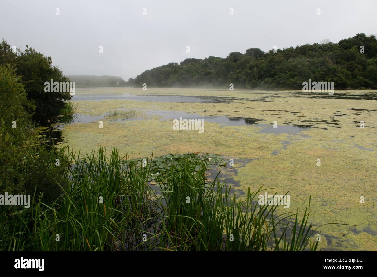 Bosherston Lakes, Pembrokeshire, Galles, Regno Unito Foto Stock