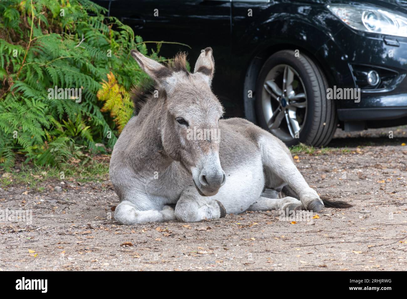 Asino nel New Forest National Park, Hampshire, Inghilterra, Regno Unito, sdraiato in un parcheggio Foto Stock