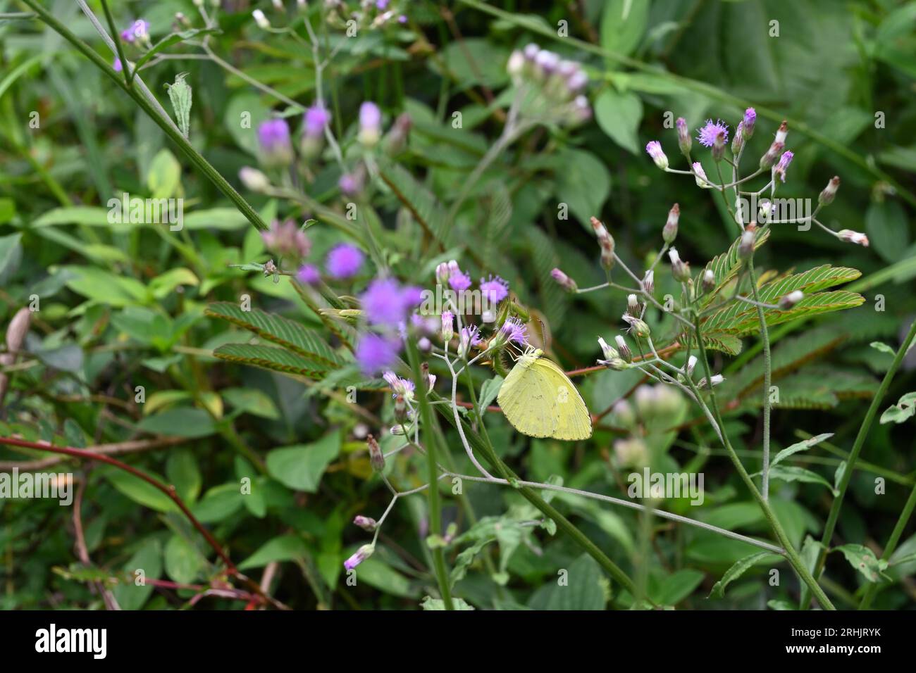 Vista di una farfalla gialla d'erba comune (Eurema Hecabe) che raccoglie il nettare da un piccolo fiore di ferro (Cyanthillium Cinereum) che fiorisce vicino al terreno Foto Stock