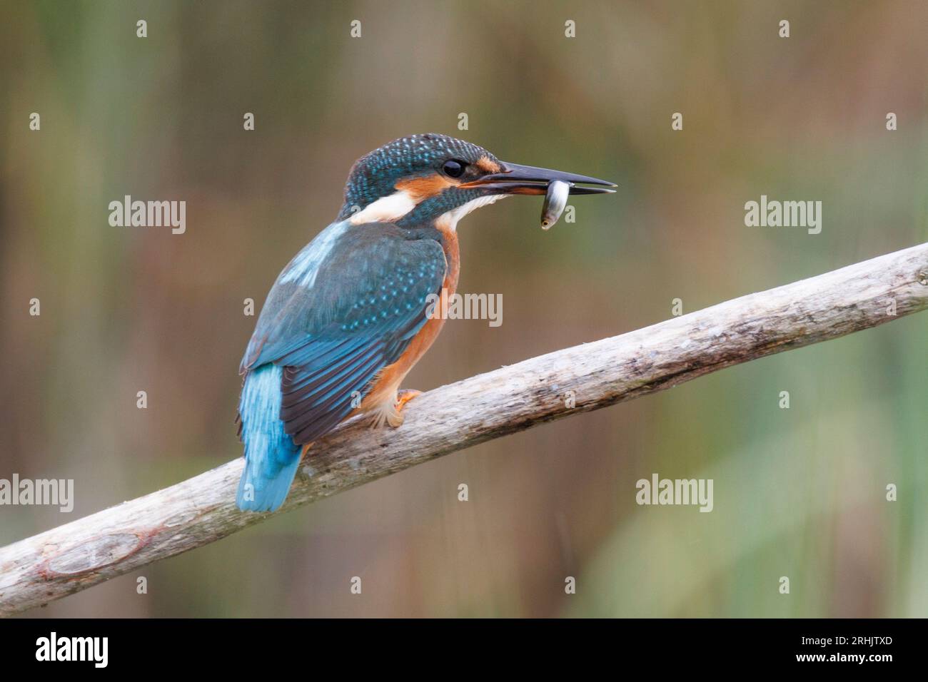 Un Kingfisher a caccia e pesca nelle zone umide di RSPB Lakenheath nel Suffolk, Inghilterra Foto Stock