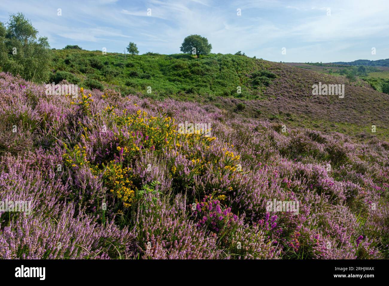 Paesaggio di brughiera di pianura nel New Forest National Park, Hampshire, Inghilterra, Regno Unito, con fioritura di erica viola rosa in estate Foto Stock