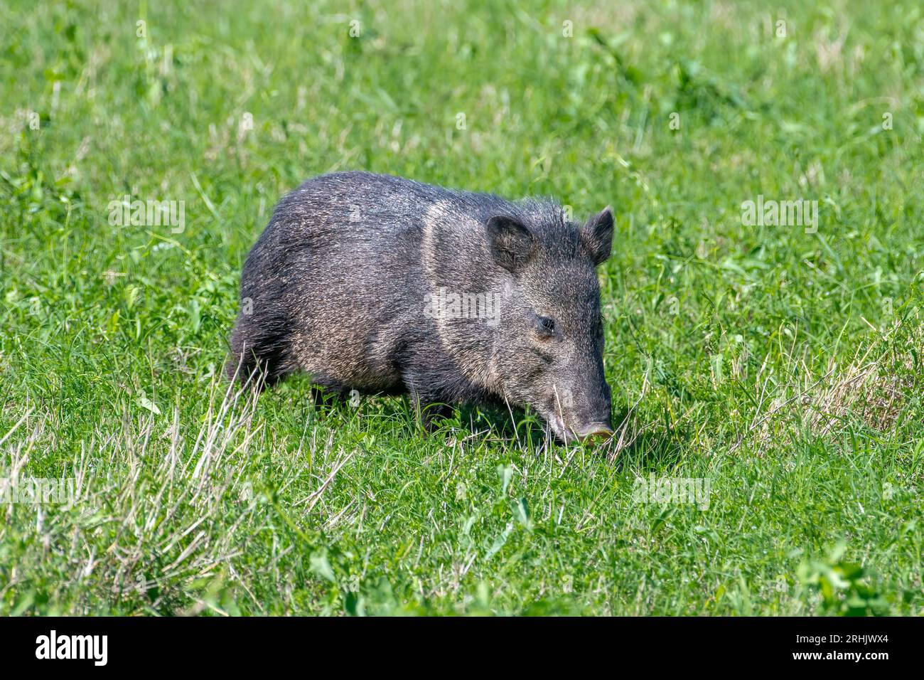 Questa peccaria da colletto, chiamata anche Javelina, era una delle piccole mandrie che si vedeva verdi nell'erba verde lussureggiante di un parco statale del Texas meridionale. Foto Stock