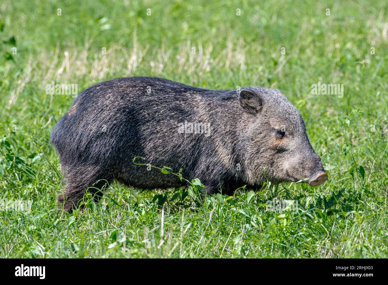 Questo Collared Peccary era uno dei piccoli allevamenti avvistati nel verde lussureggiante di un parco statale del Texas meridionale. Foto Stock