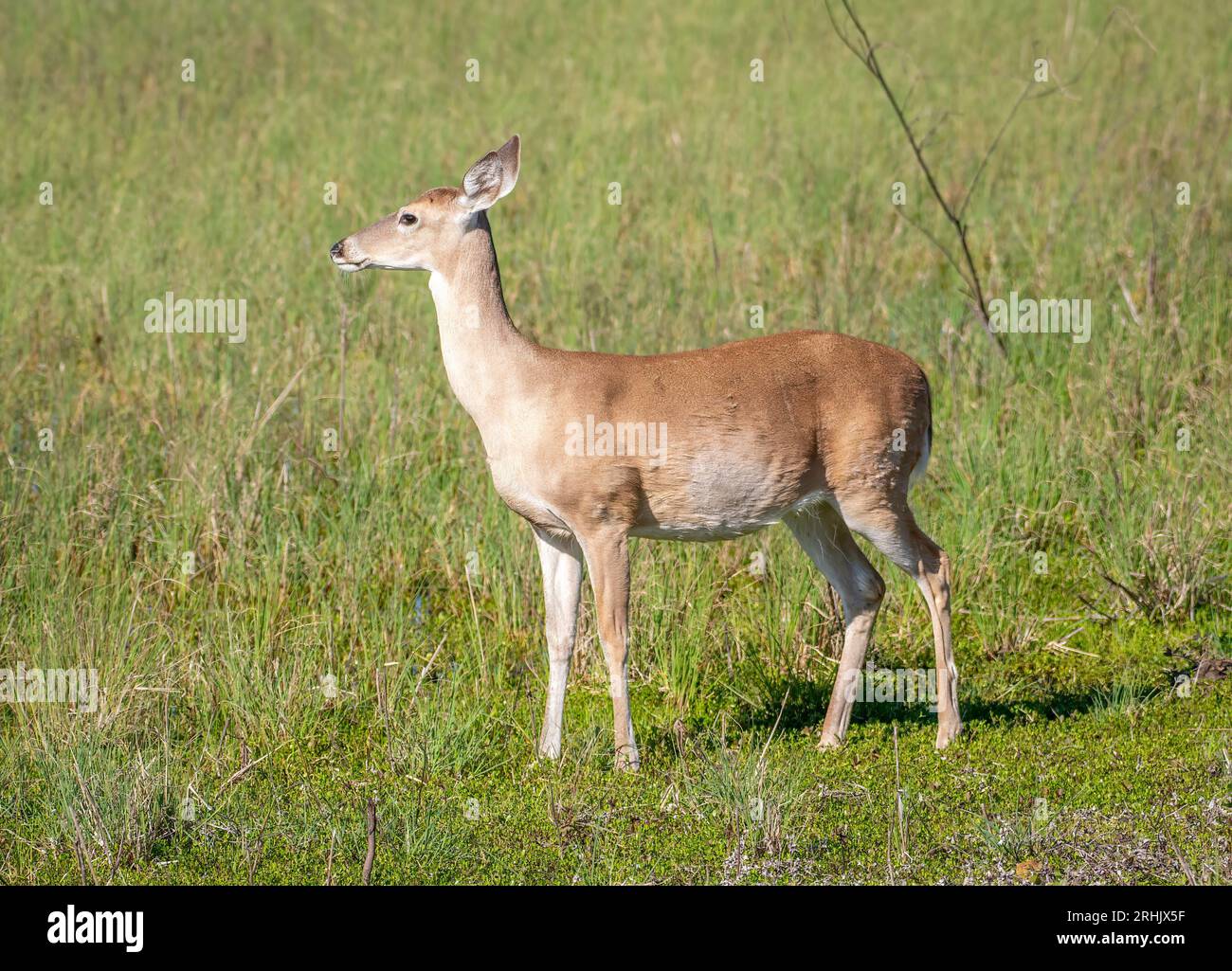 Questo cervo dalla coda bianca è stato visto pascolare nelle lussureggianti erbe verdi ai margini di una palude del Texas meridionale. Foto Stock