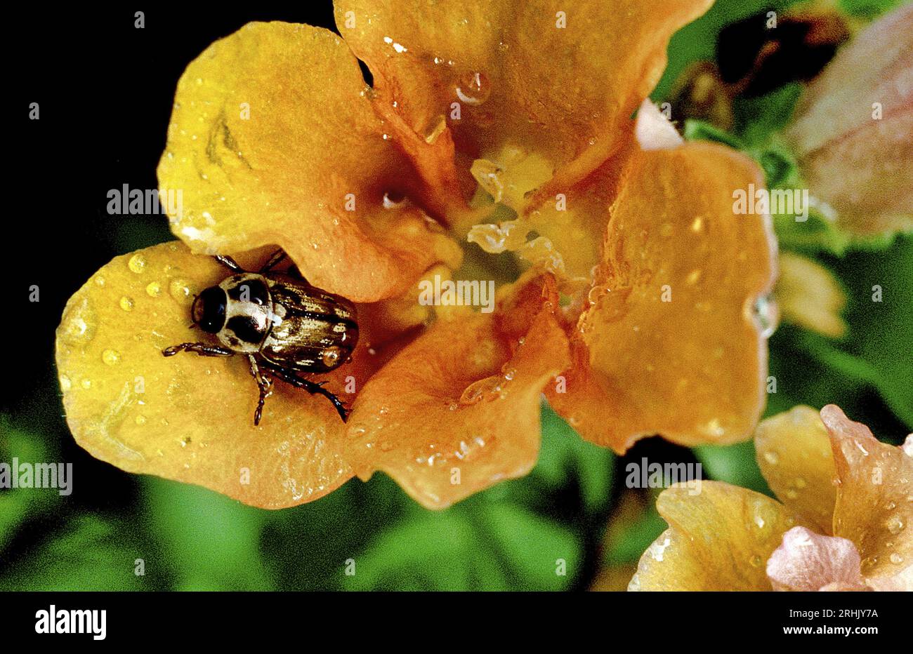 Carrion Beetle su uno Snapdragon Flower Foto Stock
