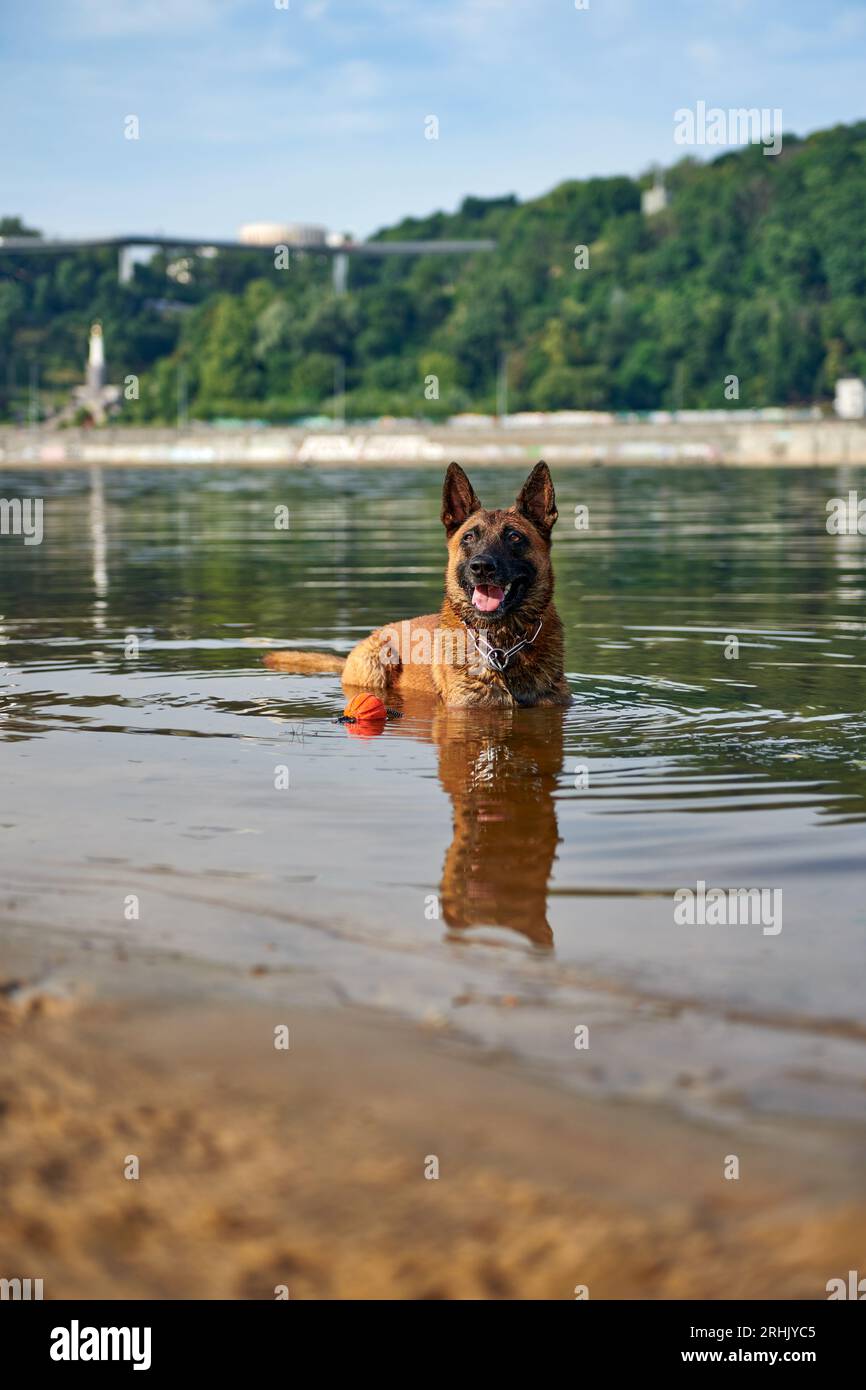 Ritratto del cane pastore belga Malinois che giace nel fiume Foto Stock