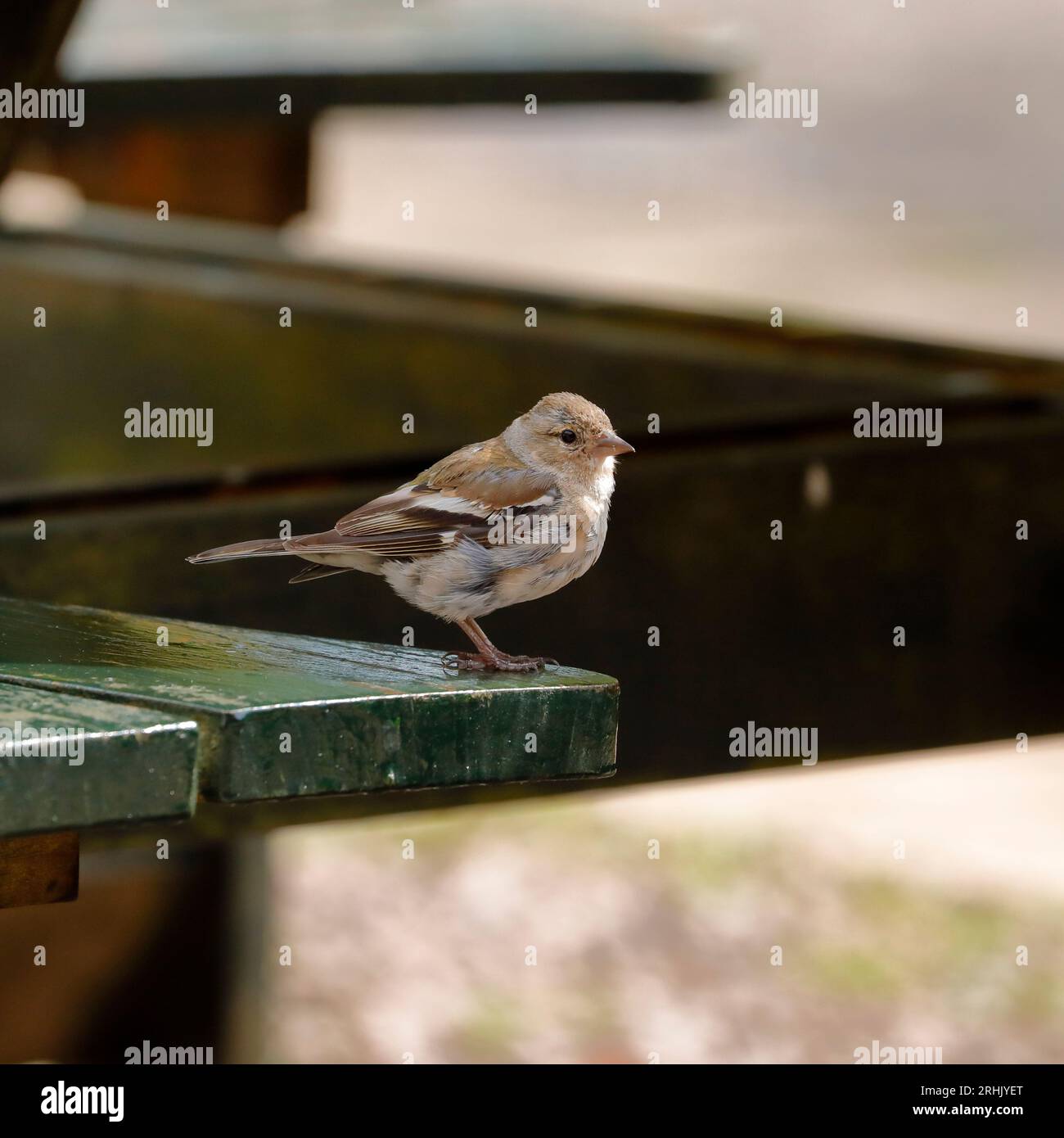 Un chaffinch seduto su un tavolo da picnic fuori dalla caffetteria del castello di Glengorm, Isola di Mull Foto Stock