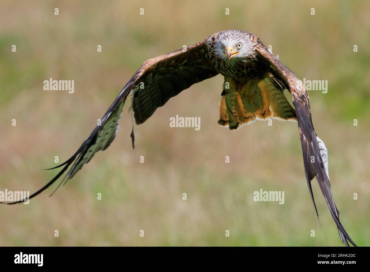 Red Kite sorvolando la campagna gallese, agosto 2023 Foto Stock