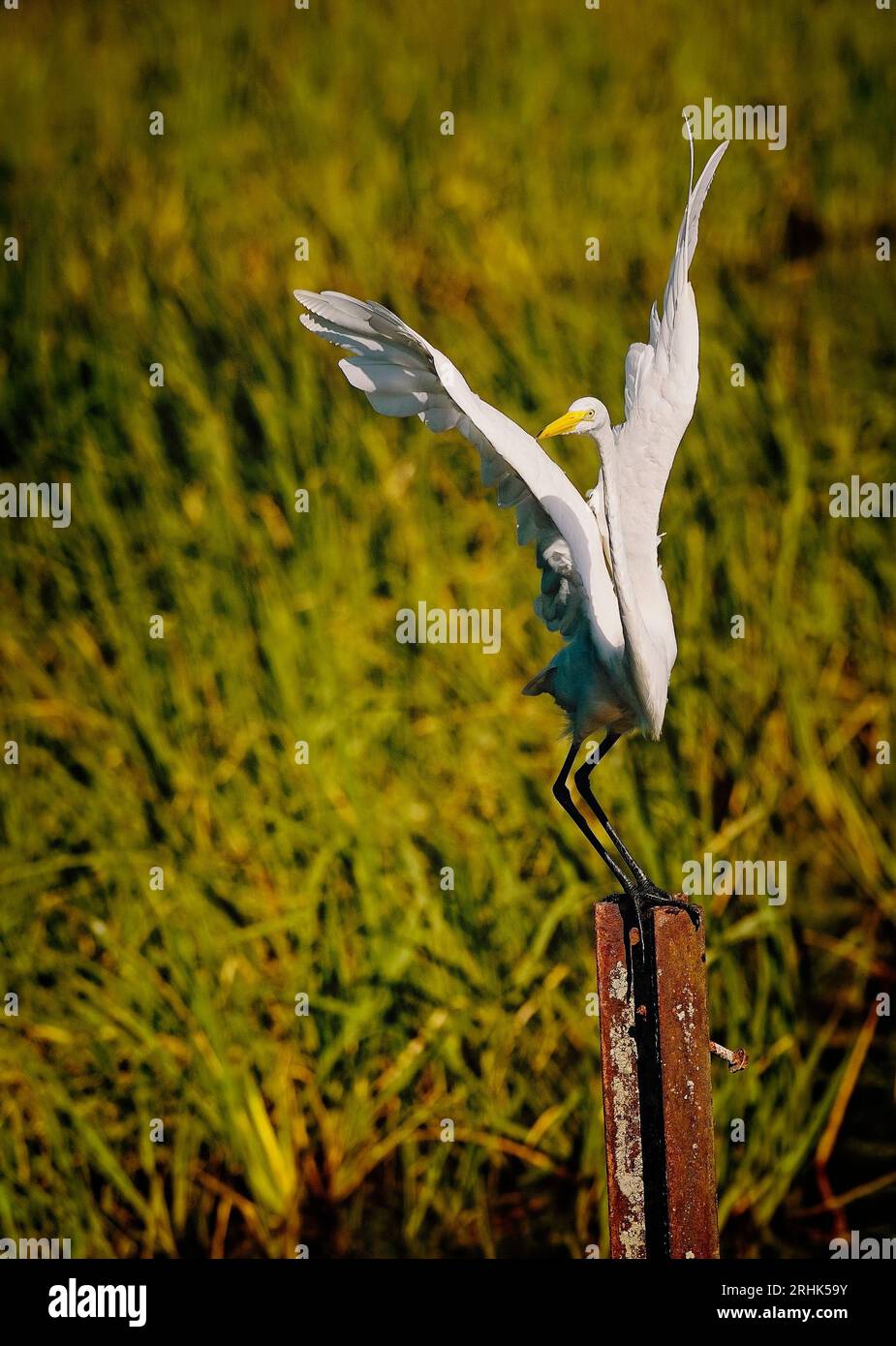 Una Great White Egret si prepara a decollare dalla sua posizione presso il lago Bluff, vicino a Starkville, Mississippi Foto Stock