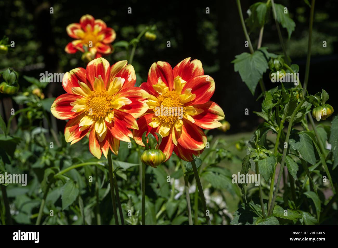 Il dahlia (nome, armonia Hapet) nel giardino dahlia Baden vicino al vicolo lichtentaler. Baden Baden, Baden Württemberg, Germania Foto Stock