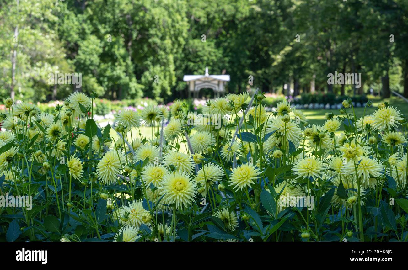 Il giardino dahlia Baden Baden vicino al vicolo lichtentaler. Baden Baden, Baden Württemberg, Germania Foto Stock