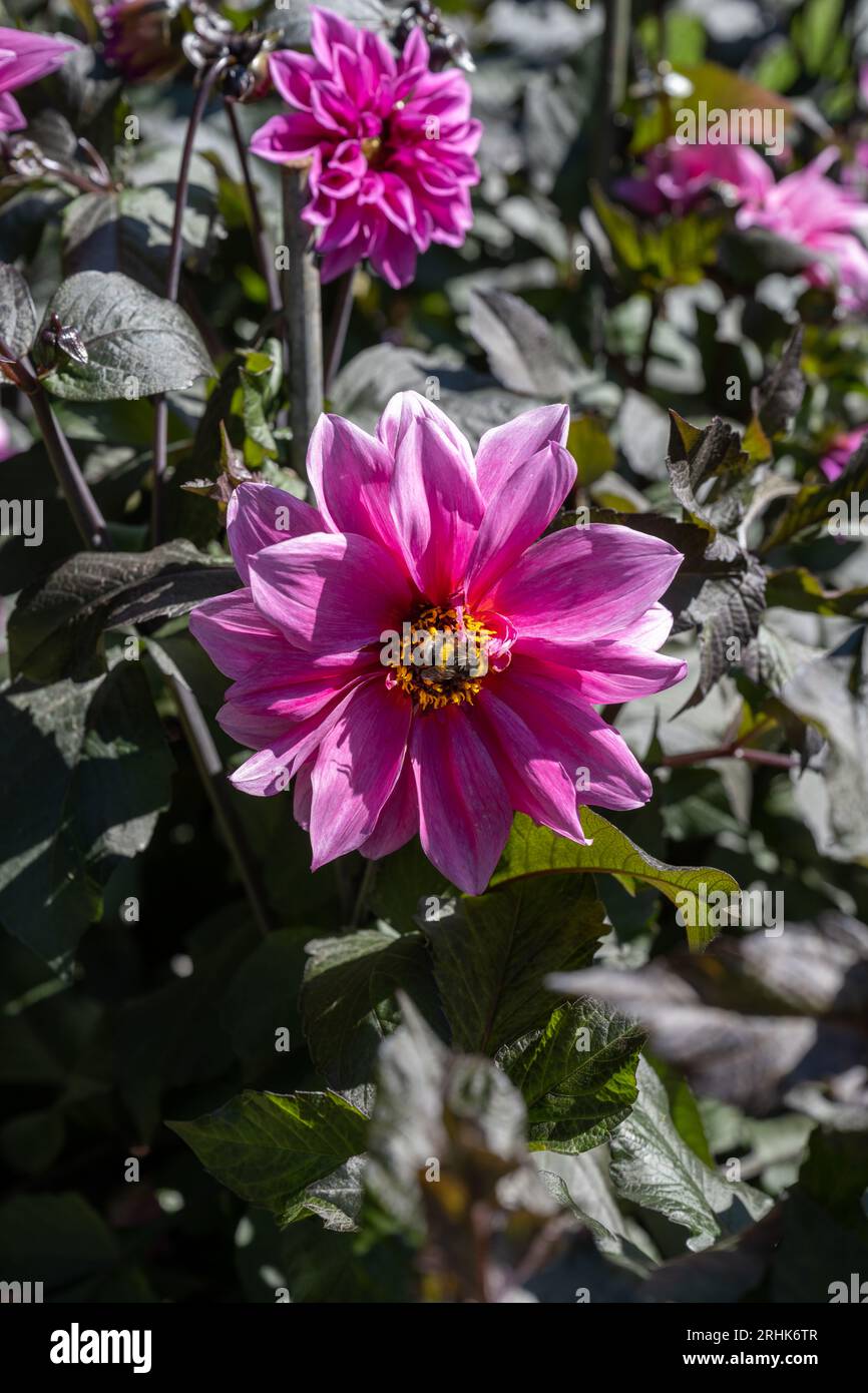 Il dahlia (nome, Fascination) nel giardino dahlia Baden vicino al vicolo lichtentaler. Baden Baden, Baden Württemberg, Germania Foto Stock