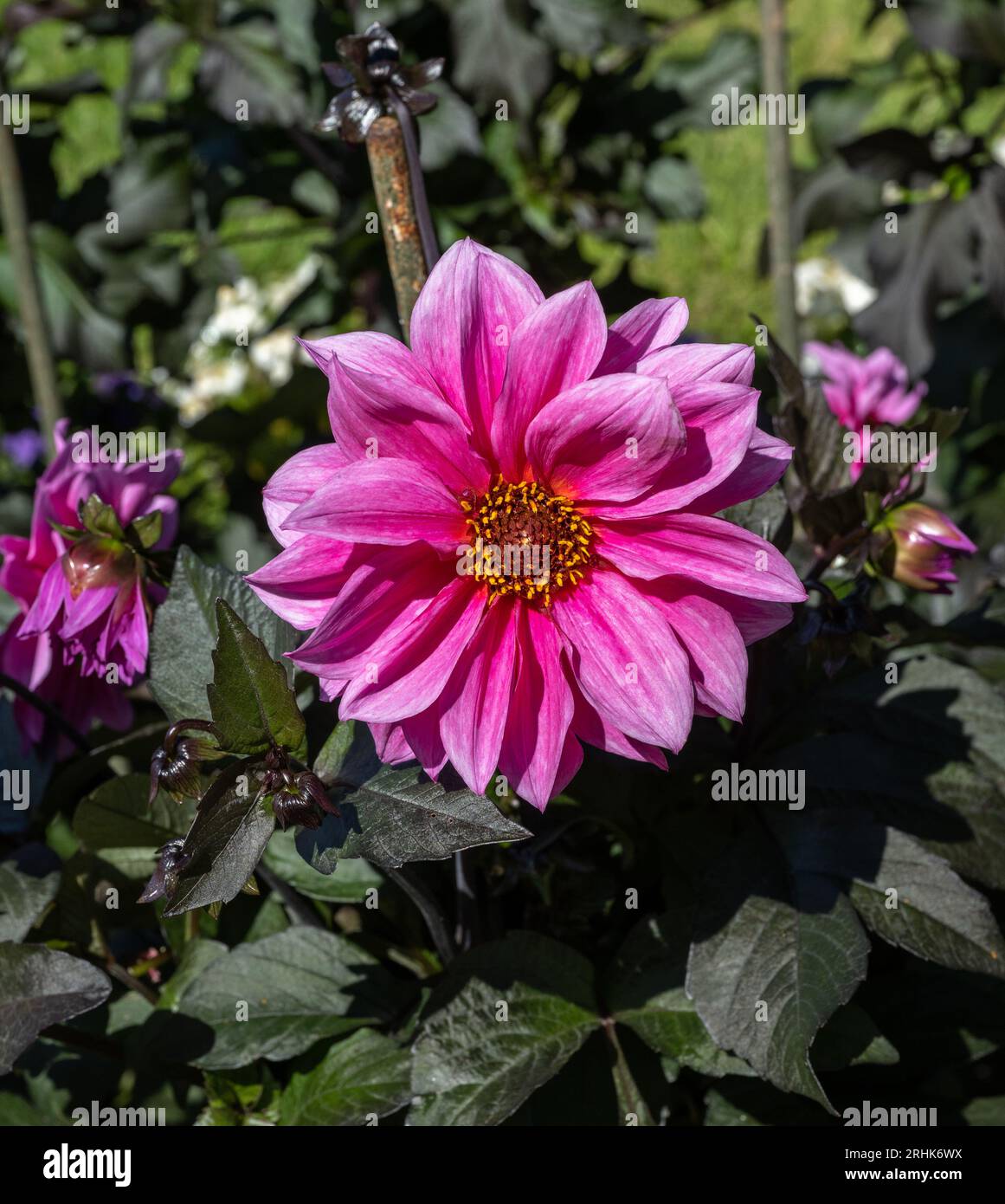 Il dahlia (nome, Fascination) nel giardino dahlia Baden vicino al vicolo lichtentaler. Baden Baden, Baden Württemberg, Germania Foto Stock