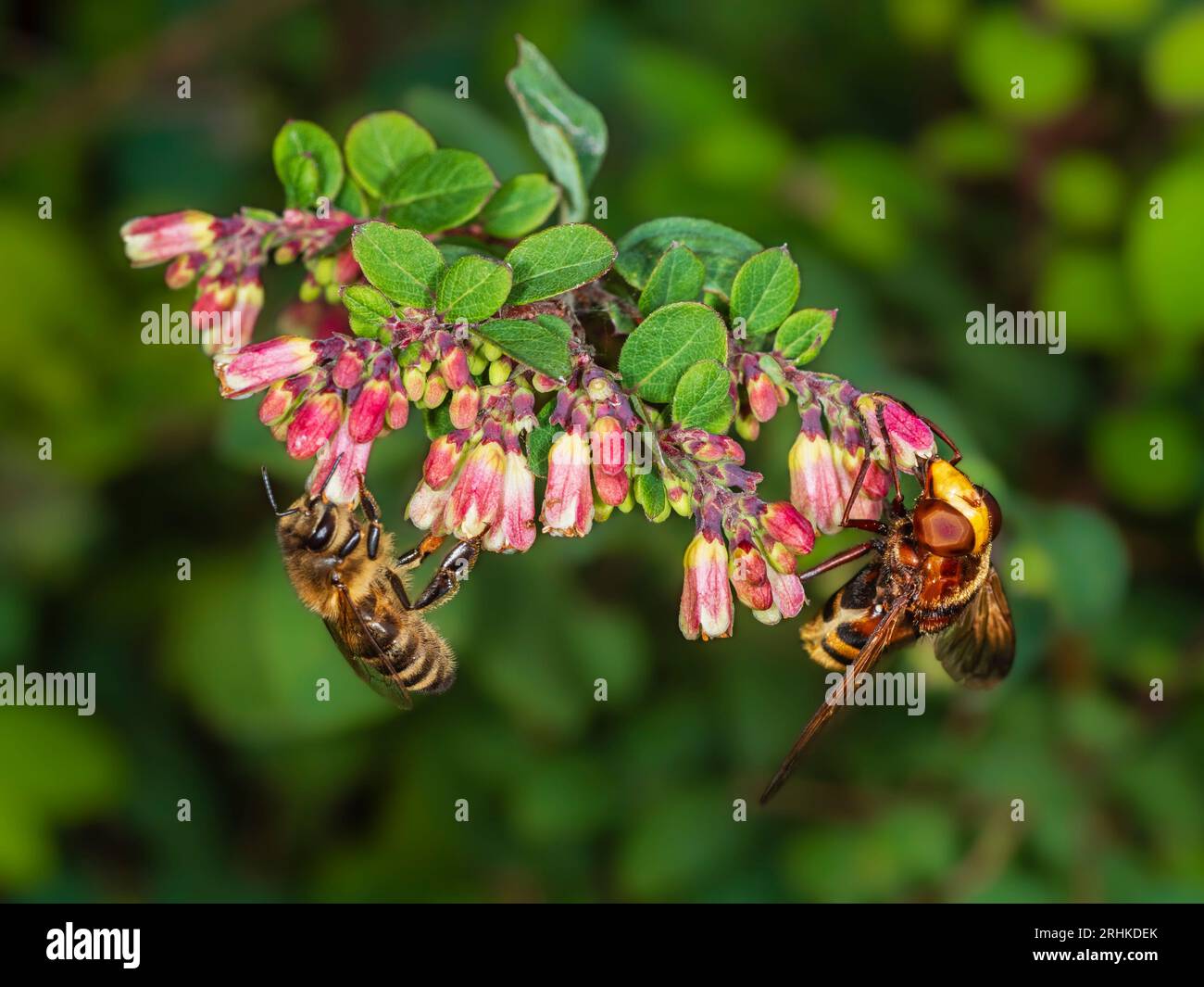 Calabrone femminile imita la mosca hoverfly britannica, Volucella zonaria, che si nutre di api mellifera, con fiori di bacche da neve Foto Stock