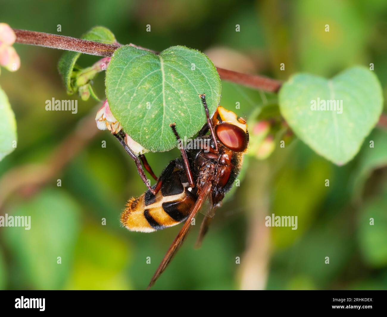 Calabrone femminile imita UK hoverfly, Volucella zonaria, sui fiori di lampone, Symphoricarpus albus Foto Stock