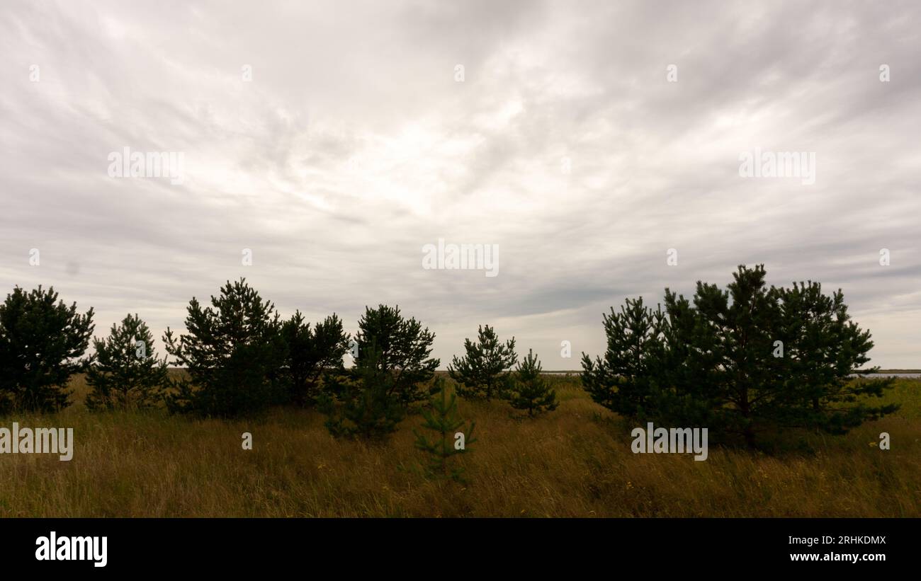 Cespugli e piccoli alberi di abete nella palude settentrionale. Foto Stock