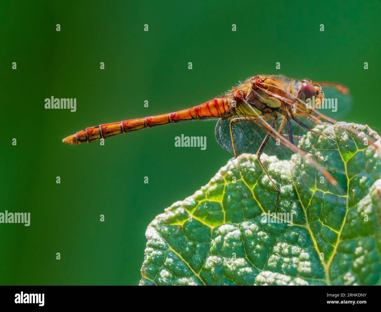 Retroilluminato rosso corpo adulto comune darter dragonfly, Sympetrum striolatum, arroccato su una foglia di Gunnera manicata Foto Stock