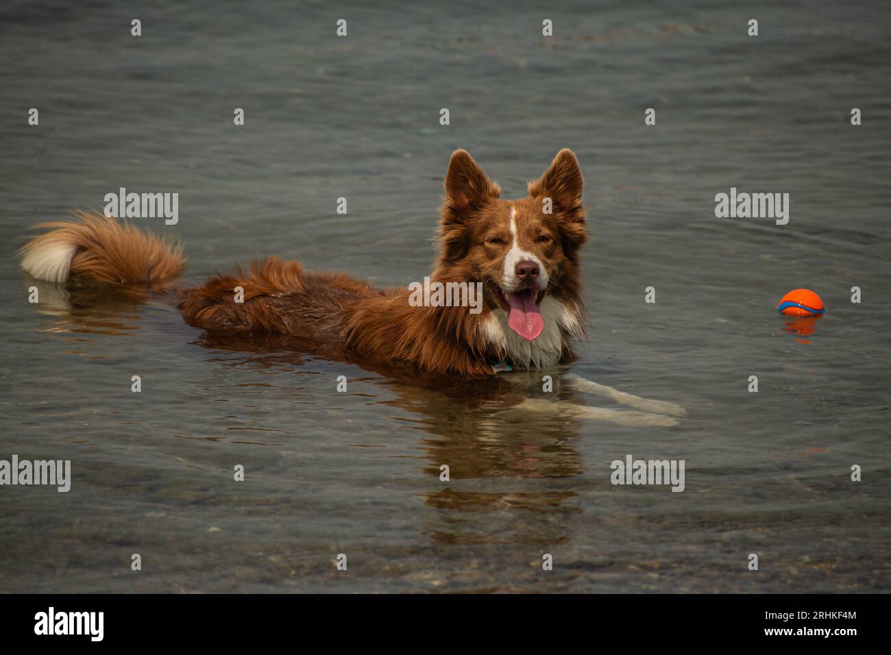 Collie con bordo rosso e bianco che si gode l'aria aperta e si rilassa mentre si gioca Foto Stock