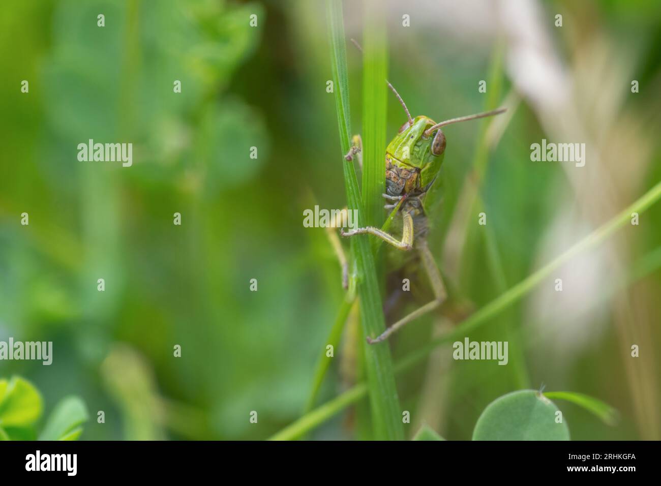 Cavalletta verde comune (Omocestus viridulus) nel prato di fiori selvatici presso RSPB Loch Leven, Scozia, Regno Unito. Foto Stock