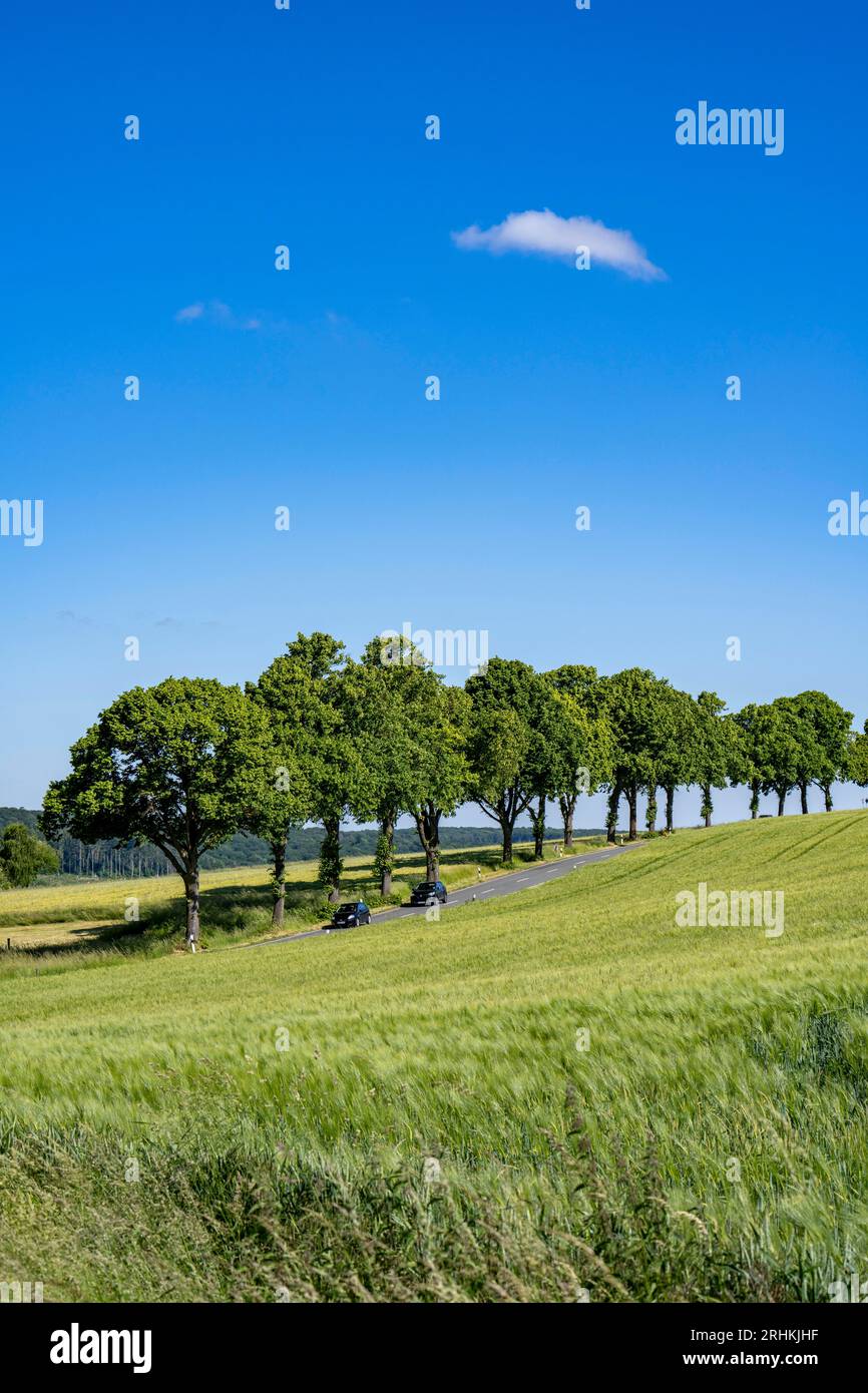 Strada di campagna tra Warstein e Hirschberg nel Sauerland, in parte costeggiata da alberi, vicoli, NRW, Germania Foto Stock