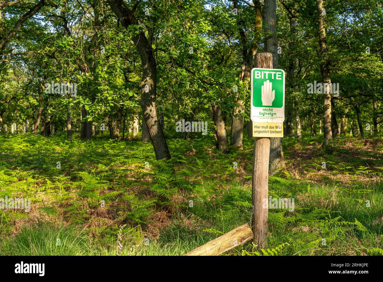 Il Diersfordter Wald, a nord di Wesel, parco naturale con foreste di querce e faggi, dune di sabbia glaciale, brughiera, indicazione delle aree di riposo Foto Stock