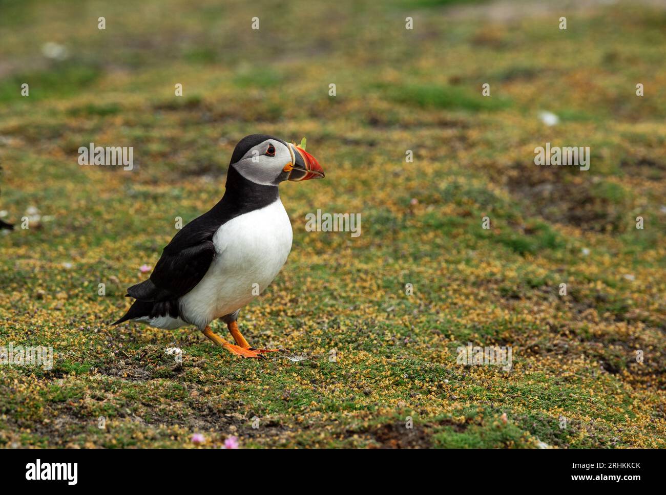 Puffino Atlantico (Fratercula arctica) con fiore e erba in becco per la costruzione di nidi, Foto Stock