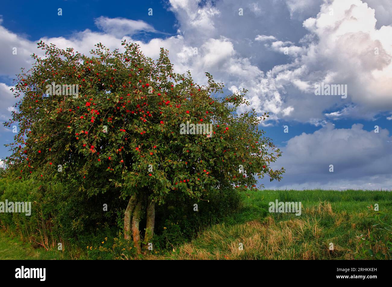 Albero di mele di fronte a un bellissimo paesaggio nuvoloso , lungo il Cobequid Trail nei pressi di Truro , nuova Scozia , Canada Foto Stock