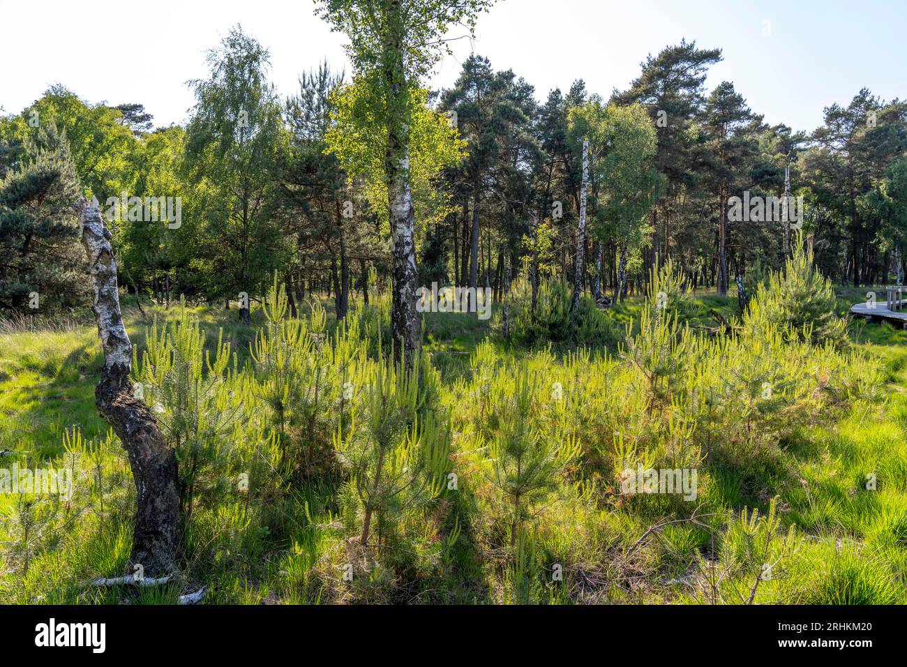 Diersfordter Wald, a nord di Wesel, parco naturale con foreste di querce e faggi, dune di sabbia glaciale, brughiera, brughiera, NRW, Germania Foto Stock