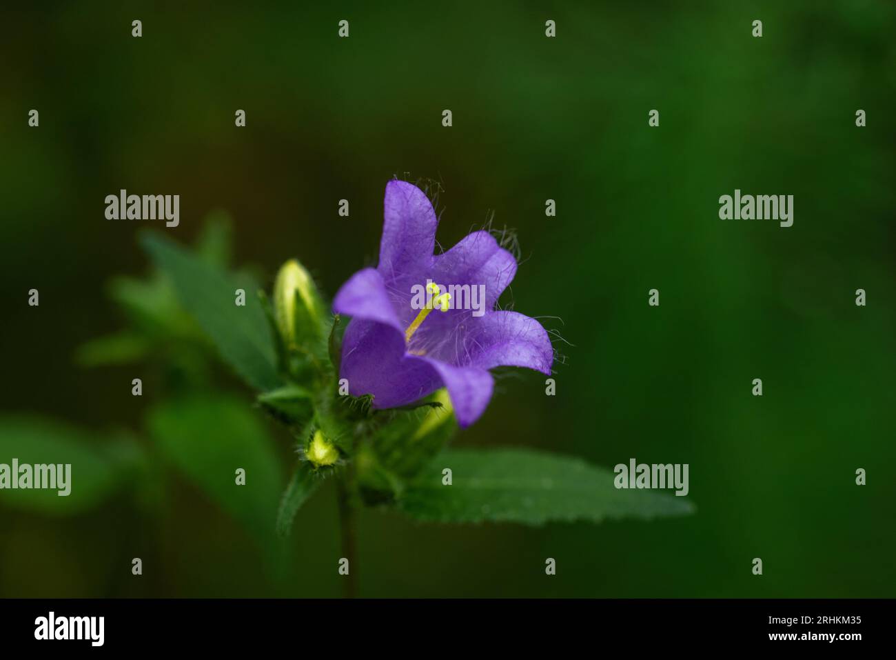 Campanula trachelium fiorisce su sfondo verde. Foresta estiva. Il Campanula trachelium, il fiore di campanella a foglie d'ortica, è una specie di fiore di campanella. Foto Stock