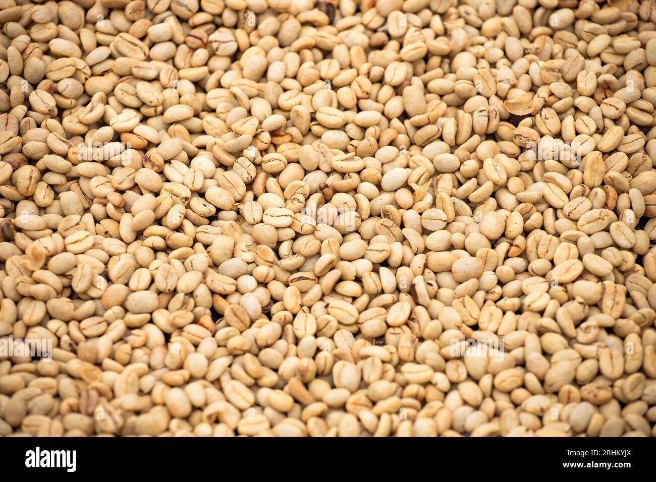 Essiccazione naturale dei chicchi di caffè colombiani - Coffea Foto Stock