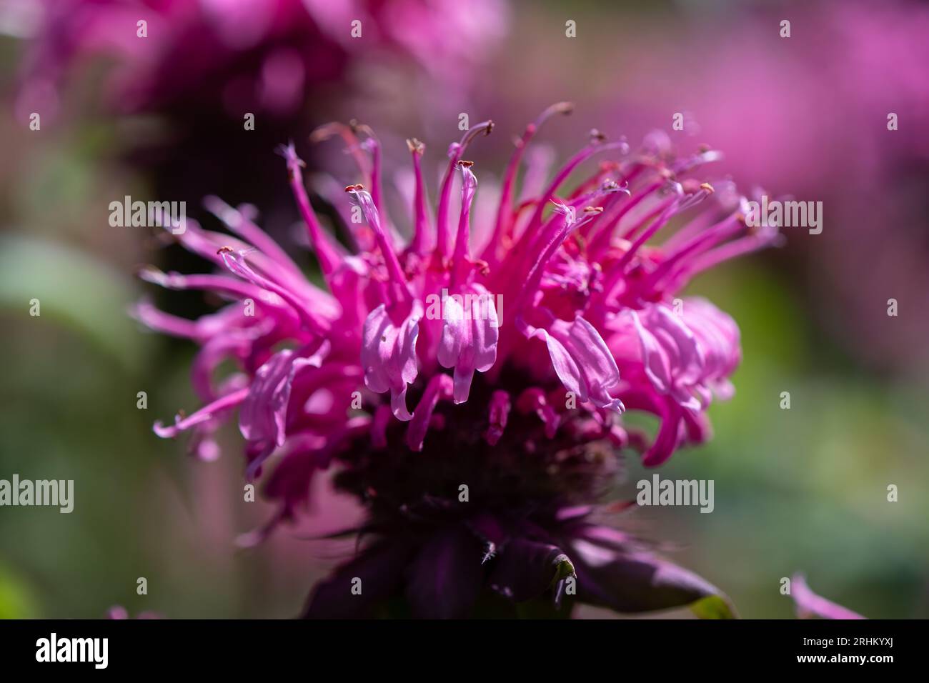 Un primo piano di balsamo rosa, bergamotto, fiore monarda, girato a livello degli occhi. Foto Stock