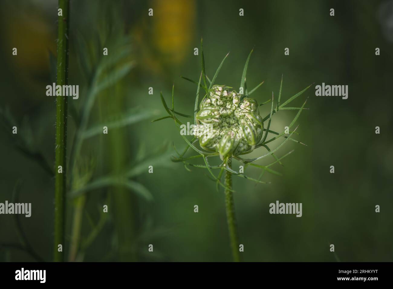 Pizzo della regina anna o fiore di carota selvatica prima dell'apertura. Foto Stock