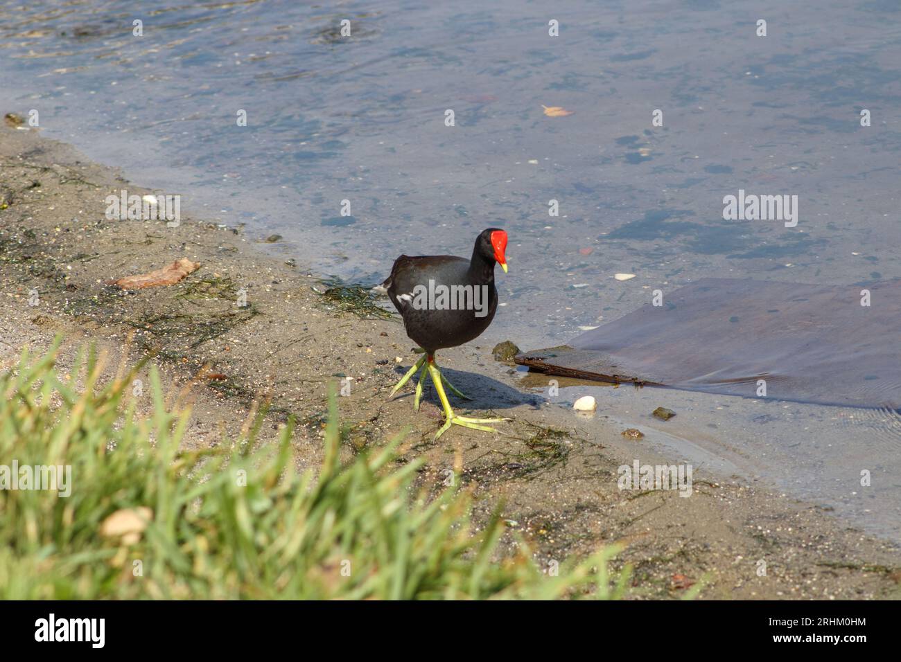 Uccelli acquatici GALLINULA GALEATA all'aperto nella laguna Rodrigo de Freitas di Rio de Janeiro. Foto Stock