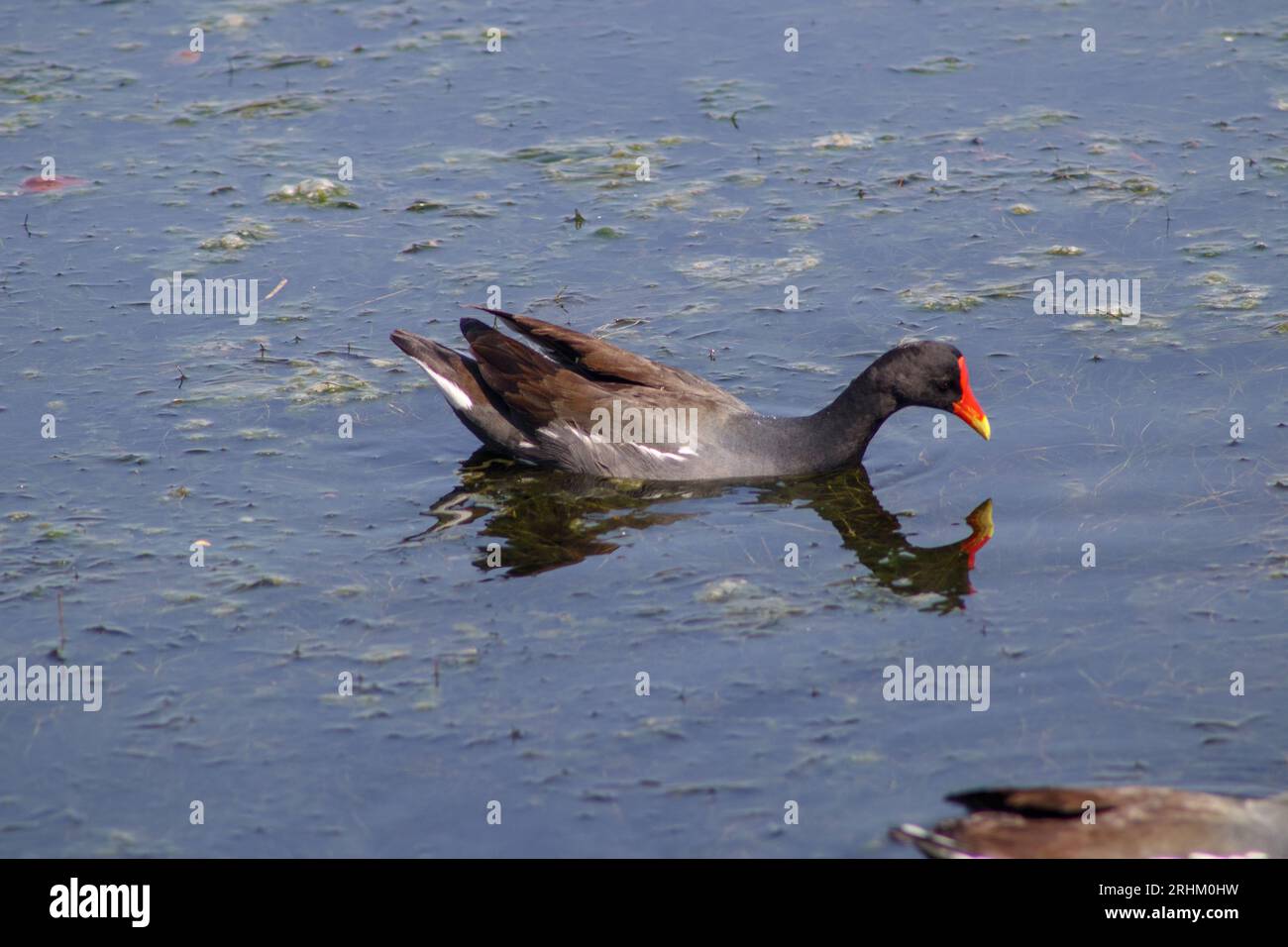 Uccelli acquatici GALLINULA GALEATA all'aperto nella laguna Rodrigo de Freitas di Rio de Janeiro. Foto Stock