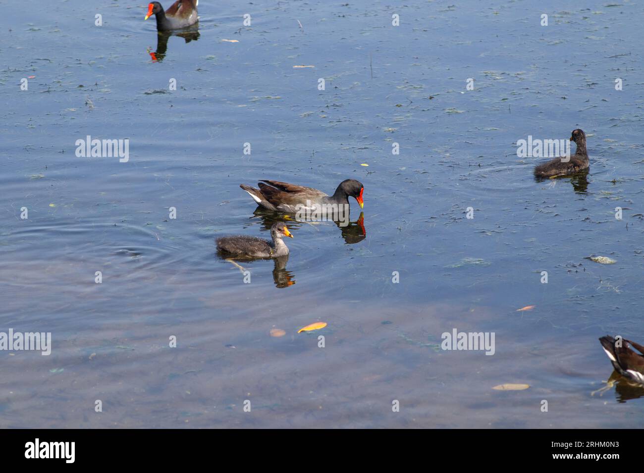 Uccelli acquatici GALLINULA GALEATA all'aperto nella laguna Rodrigo de Freitas di Rio de Janeiro. Foto Stock