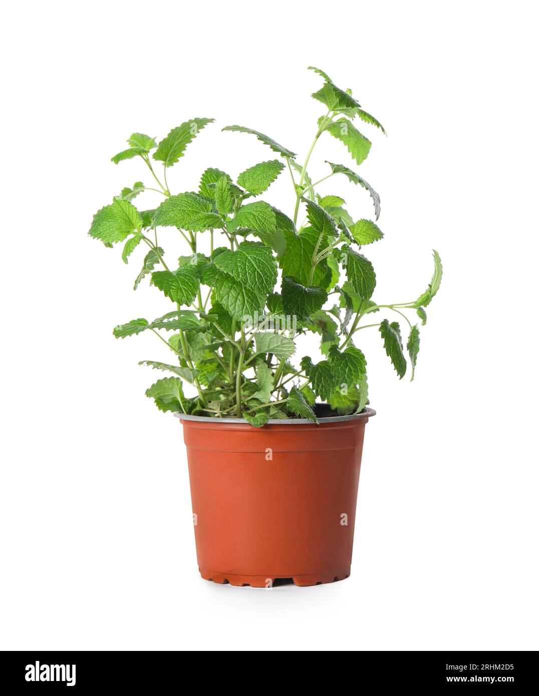 Pianta aromatica di limone in vaso verde isolata su bianco Foto Stock