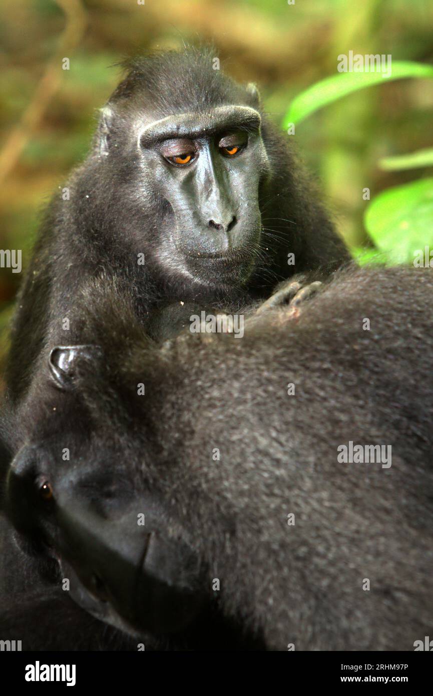 Un macaco crestato (Macaca nigra) sta preparando un altro individuo nella foresta di Tangkoko, Sulawesi settentrionale, Indonesia. Un recente rapporto di un team di scienziati guidato da Marine Joly ha rivelato che la temperatura sta aumentando nella foresta di Tangkoko e che l'abbondanza complessiva di frutta è diminuita. "Tra il 2012 e il 2020, le temperature sono aumentate fino a 0,2 gradi Celsius all'anno nella foresta e l'abbondanza complessiva di frutta è diminuita dell'1% all'anno", hanno scritto sull'International Journal of Primatology nel luglio 2023. "In un futuro più caldo, loro (primati) dovrebbero adattarsi, riposare e rimanere all'ombra... Foto Stock