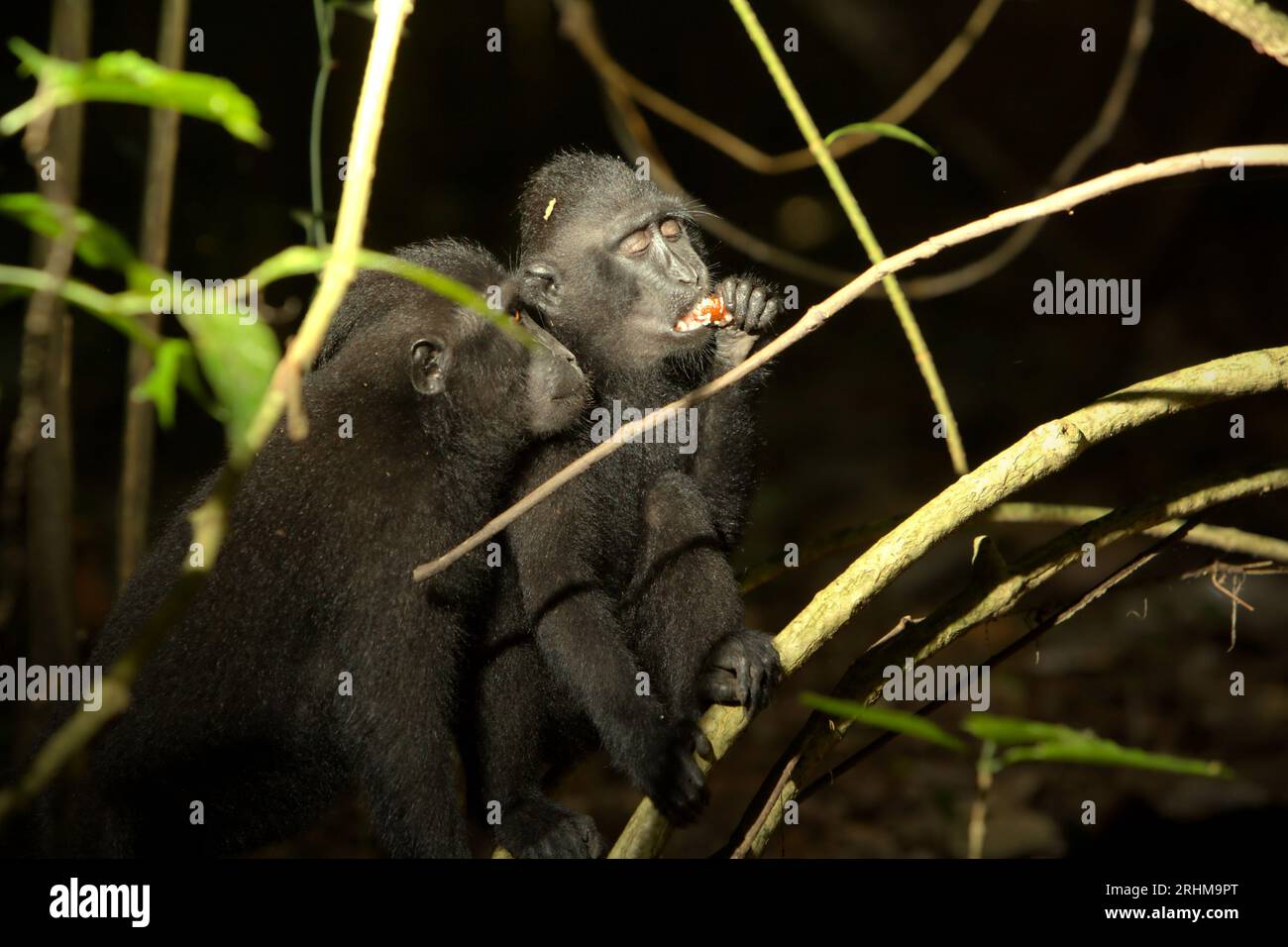 Un macaco crestato (Macaca nigra) mangia un frutto poiché è coinvolto in un'attività sociale nella foresta di Tangkoko, Sulawesi settentrionale, Indonesia. Un recente rapporto di un team di scienziati guidato da Marine Joly ha rivelato che la temperatura sta aumentando nella foresta di Tangkoko e che l'abbondanza complessiva di frutta è diminuita. "Tra il 2012 e il 2020, le temperature sono aumentate fino a 0,2 gradi Celsius all'anno nella foresta e l'abbondanza complessiva di frutta è diminuita dell'1% all'anno", hanno scritto sull'International Journal of Primatology nel luglio 2023. "In un futuro più caldo, loro (primati) dovrebbero adattarsi, riposare e... Foto Stock